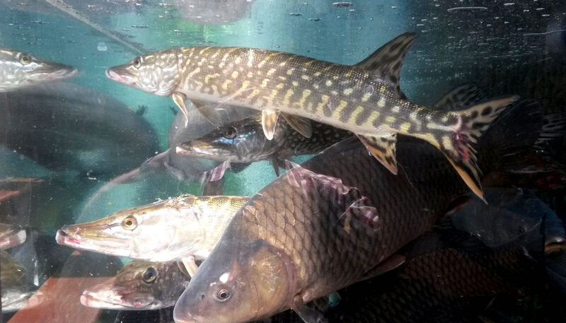 fisch-distl-aquarium